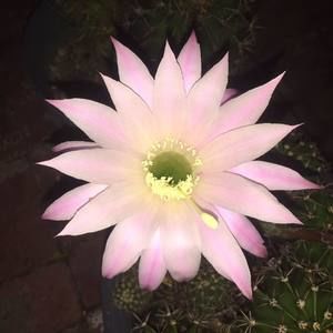 Meet your Posher, Evalyn